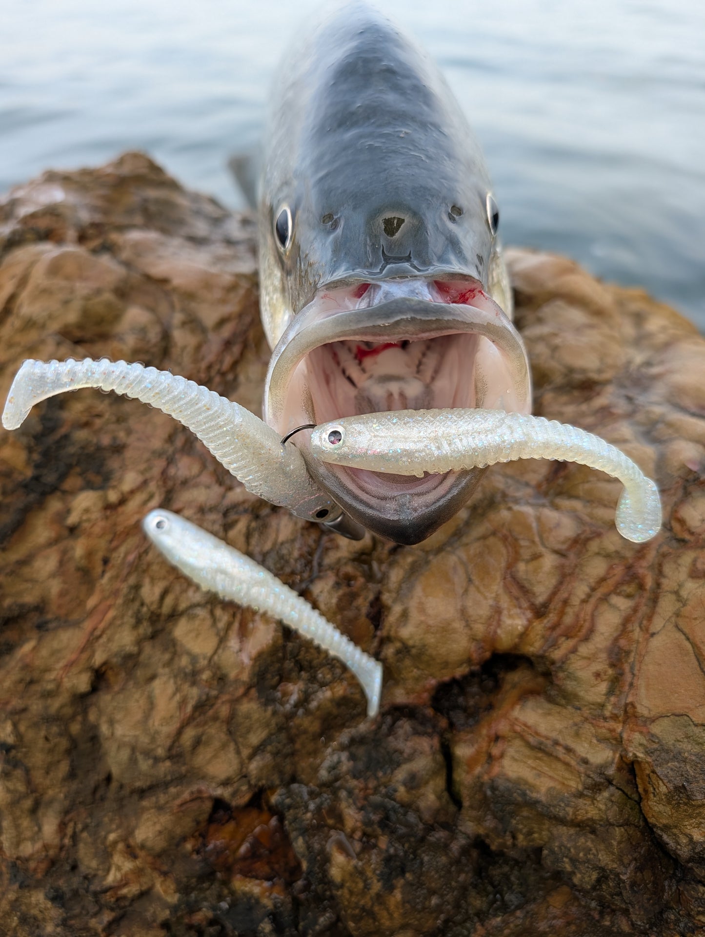 Hollow Tip - Pearl White | 3.7” Ribbed Swimbait (4 Pack)
