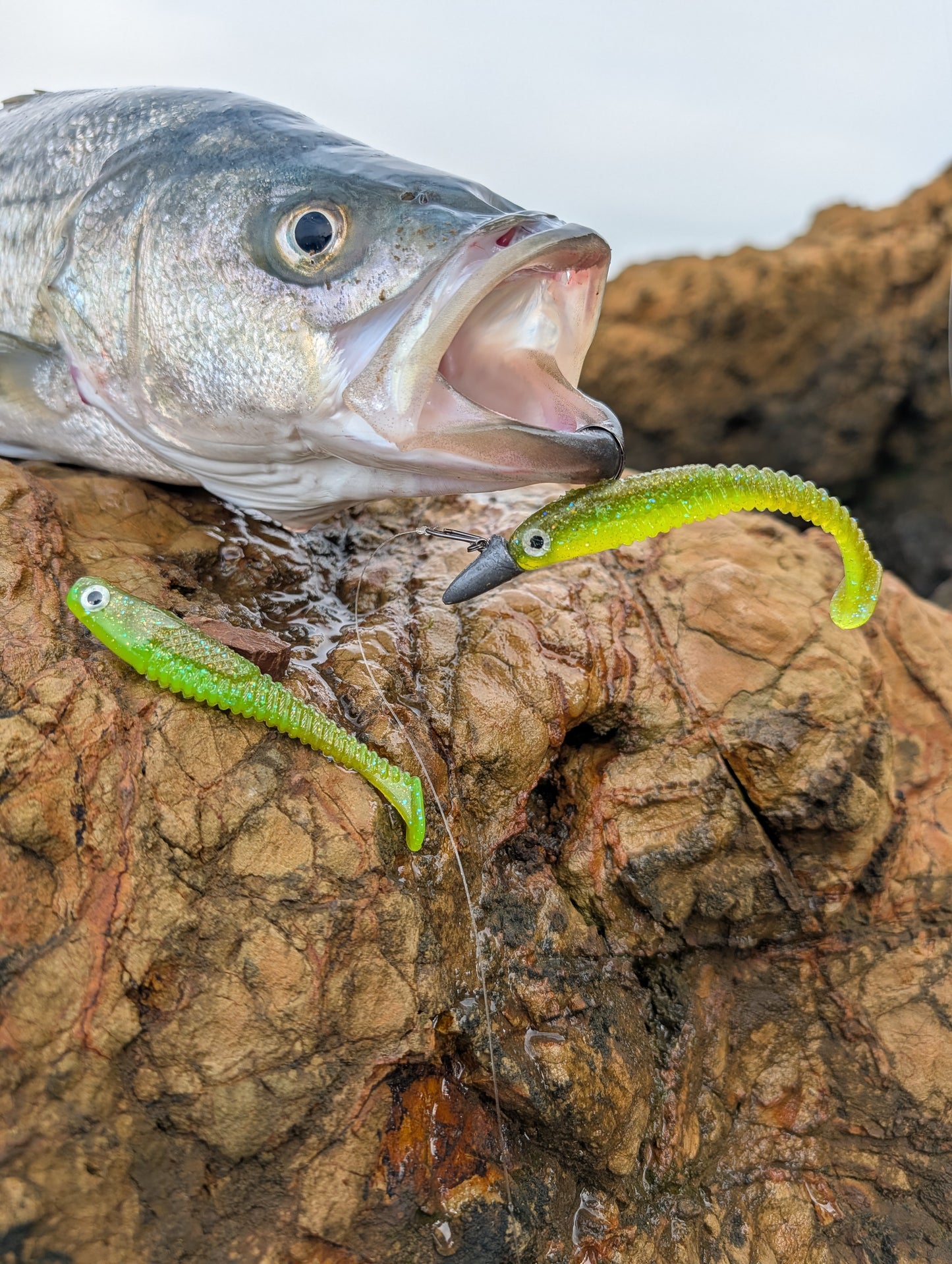 Hollow Tip - Mustard Greens | 3.7” Ribbed Swimbait (4 Pack)