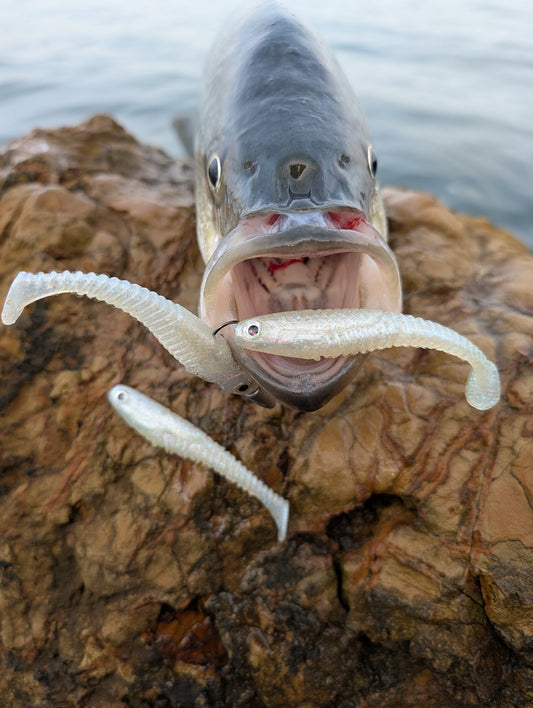 Hollow Tip - Pearl White | 3.7” Ribbed Swimbait (4 Pack)