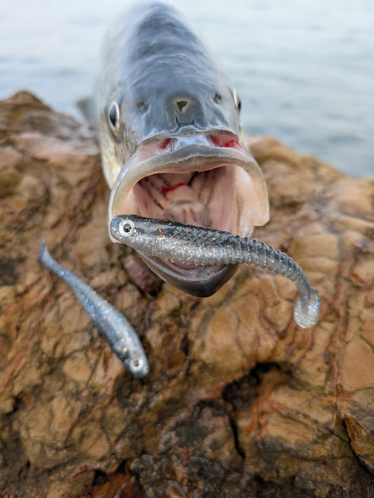 Hollow Tip – Blue Steel | 3.7” Ribbed Swimbait (4 Pack)