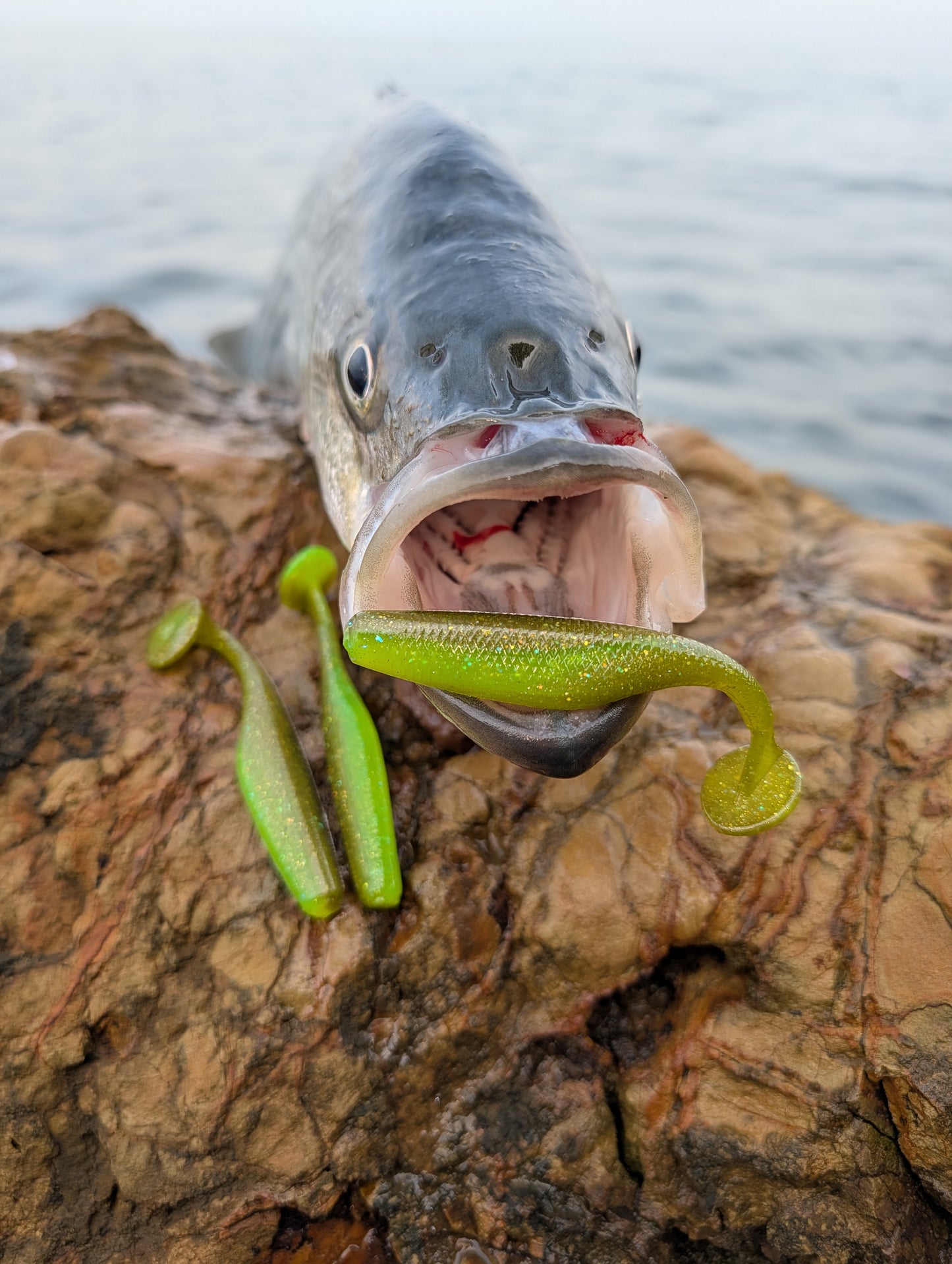 (8 Pack) Chartreuse Mustard Green 3.8" Swimbaits